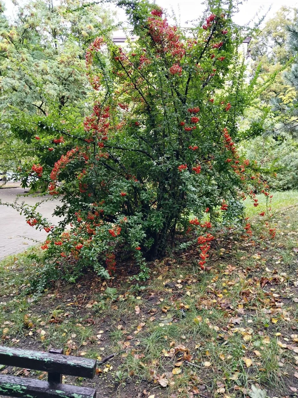 «Мне и доныне