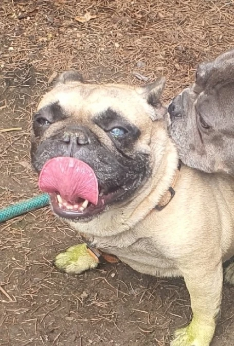 Друзья! Обратите внимание на невероятную Шармель😍

#Шармель@sosbulldog
https://vk.ru/topic-14428545