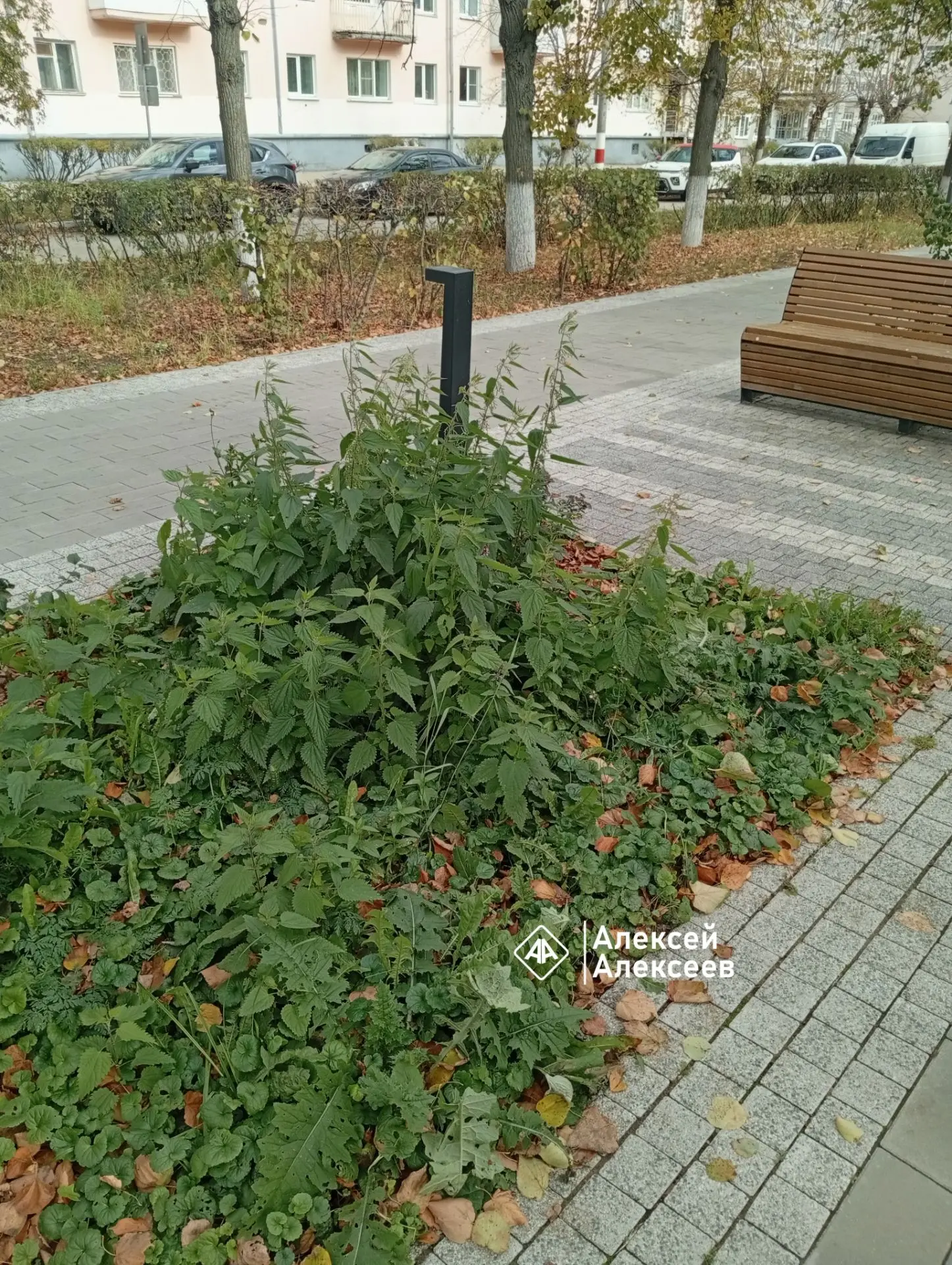 Йопаны песдес