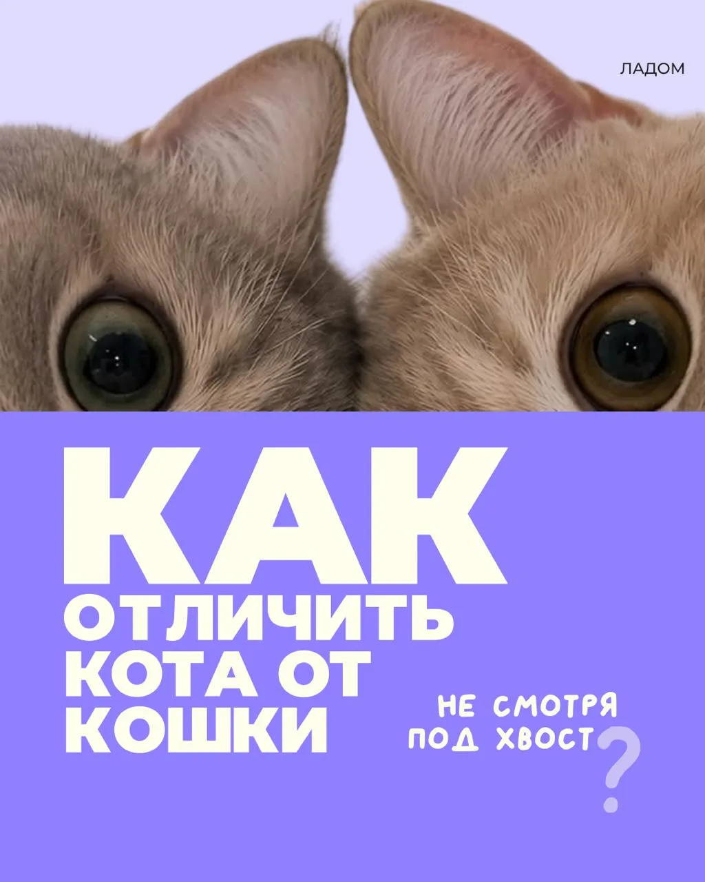 Как отличить кошку от кота?
