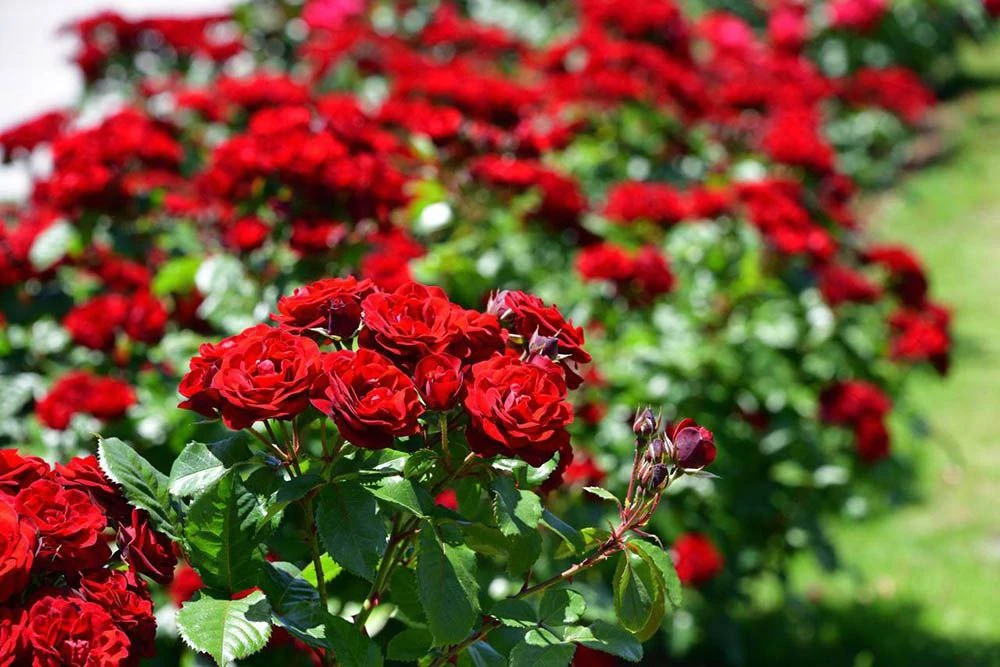 Омолаживаем розы с помощью соды 🌹