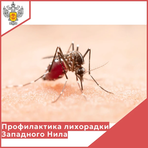 👉🦟Лихорадка Западного Нила — это инфекция передаваемая человеку при укусе комара. Воз...