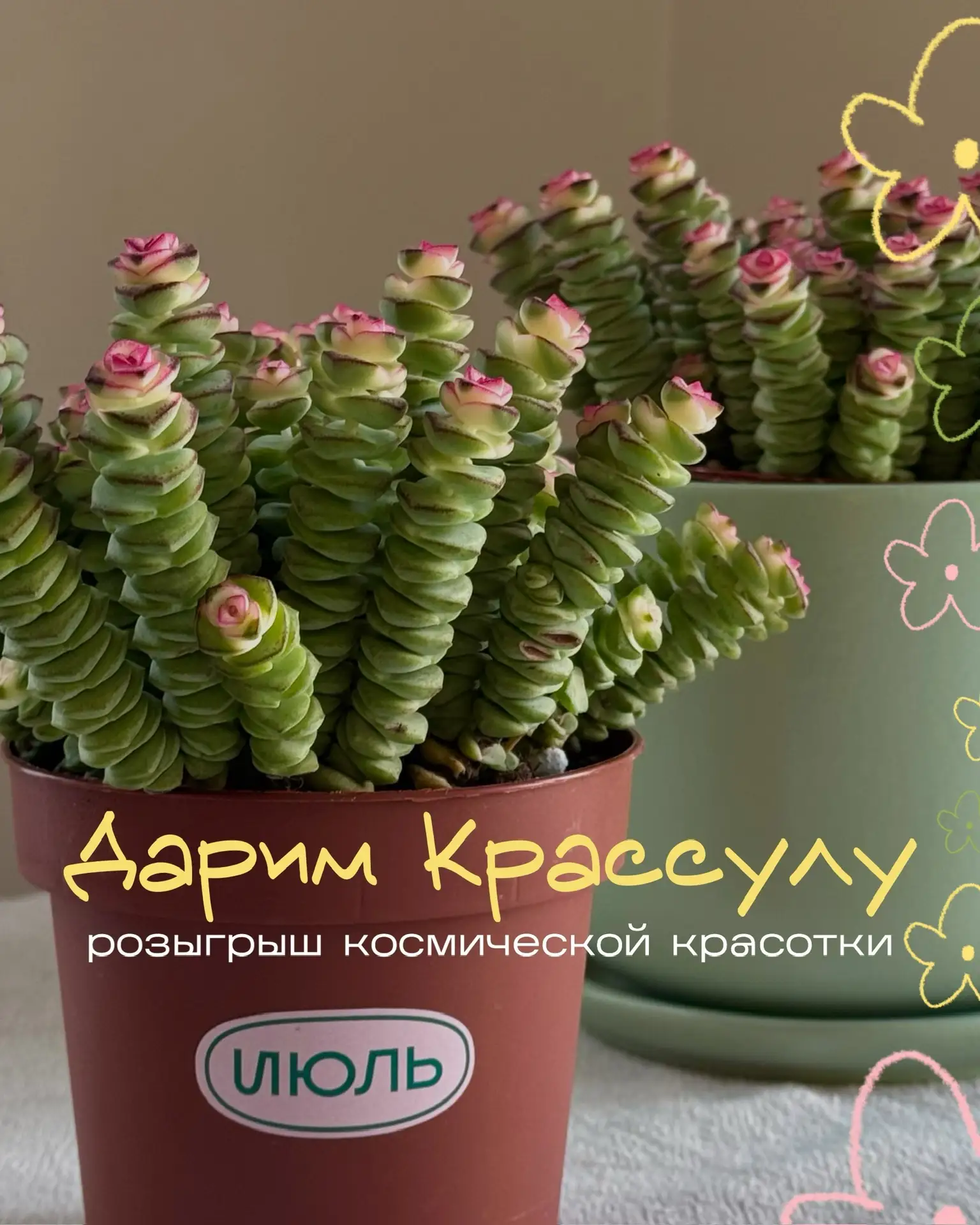 Дарим невероятную Крассулу 🪸