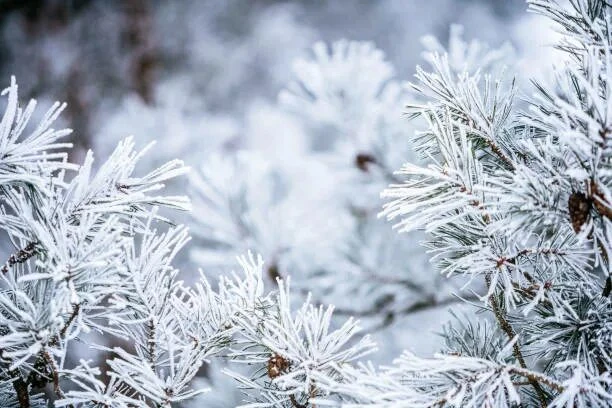 Мороз до −5°C может ударить этой ночью в Московском регионе, — Гидрометцентр.