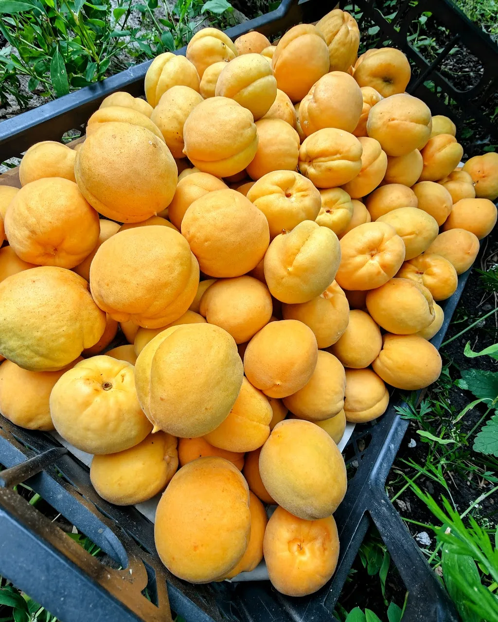 🍑Первый пошел ! первый  смысле ящик 🤩 Абрикос Орловчанин - рекомендуем ☝️