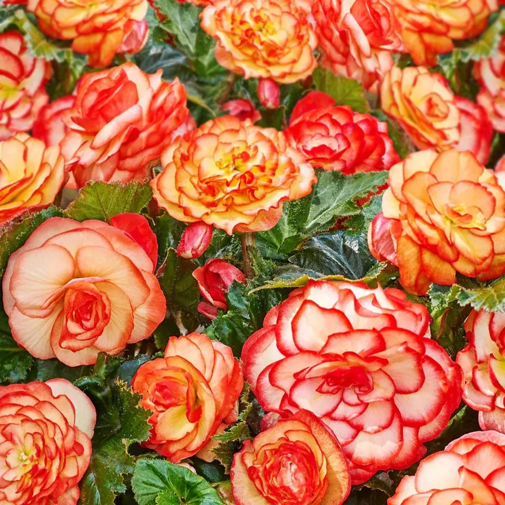 Новинки клубневых бегоний для вдохновения! 🌺  Готовы превратить балкон, террасу или клумбу в выставк