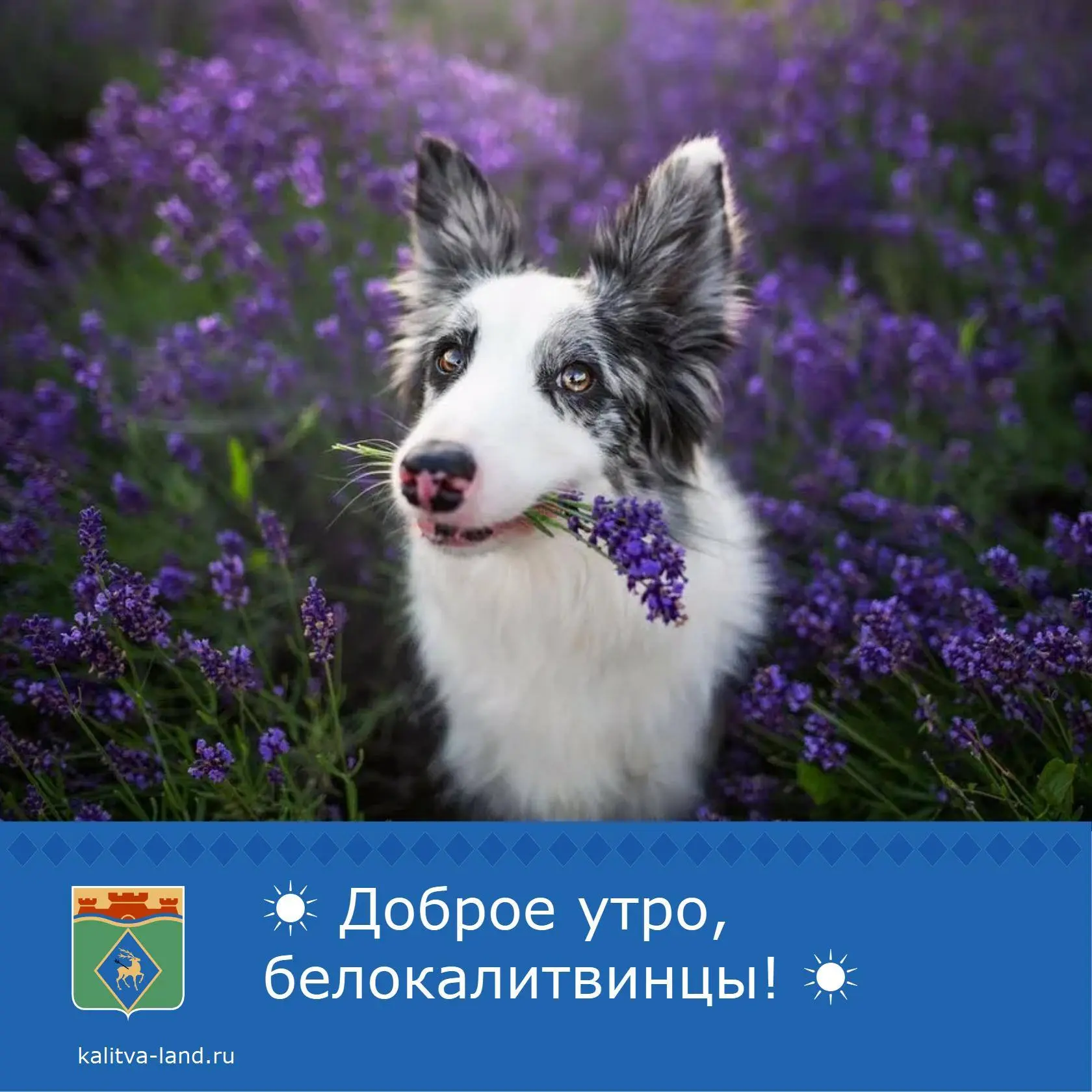 ✨Доброе утро, белокалитвинцы!

Чудесного воскресного дня!🌿

#Доброеутро #белокалитвинцы #Администра