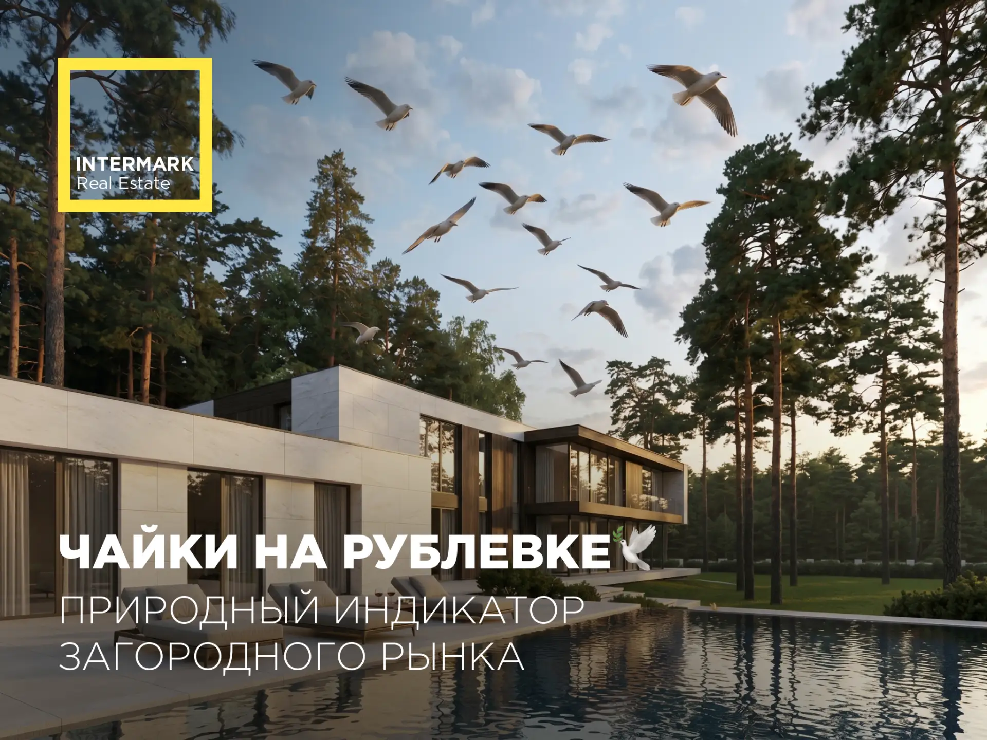 Чайки на Рублевке: природный индикатор загородного рынка 🦅🌅
