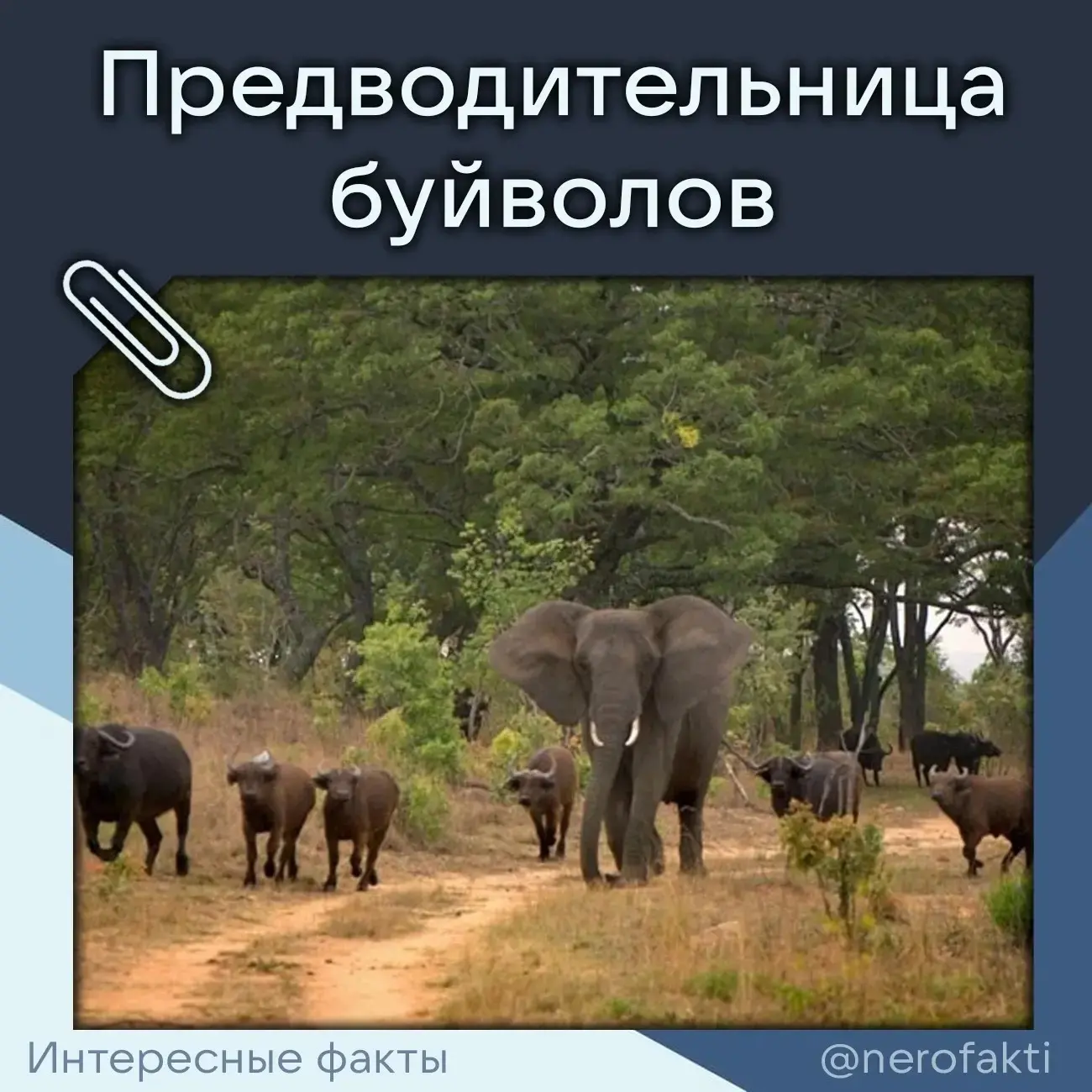 Интересный факт!                                                                       ...