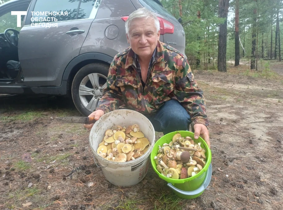 🍄‍🟫 Где в тюменских лесах искать грибы?