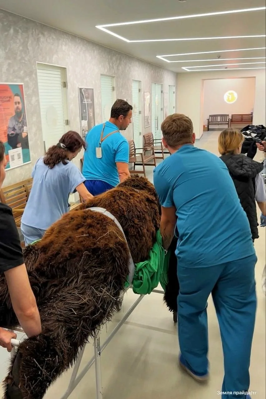 🐻 Тяжелое поражение позвоночника обнаружили у медведя Кузи, который долгие годы жил в кафе под Крас