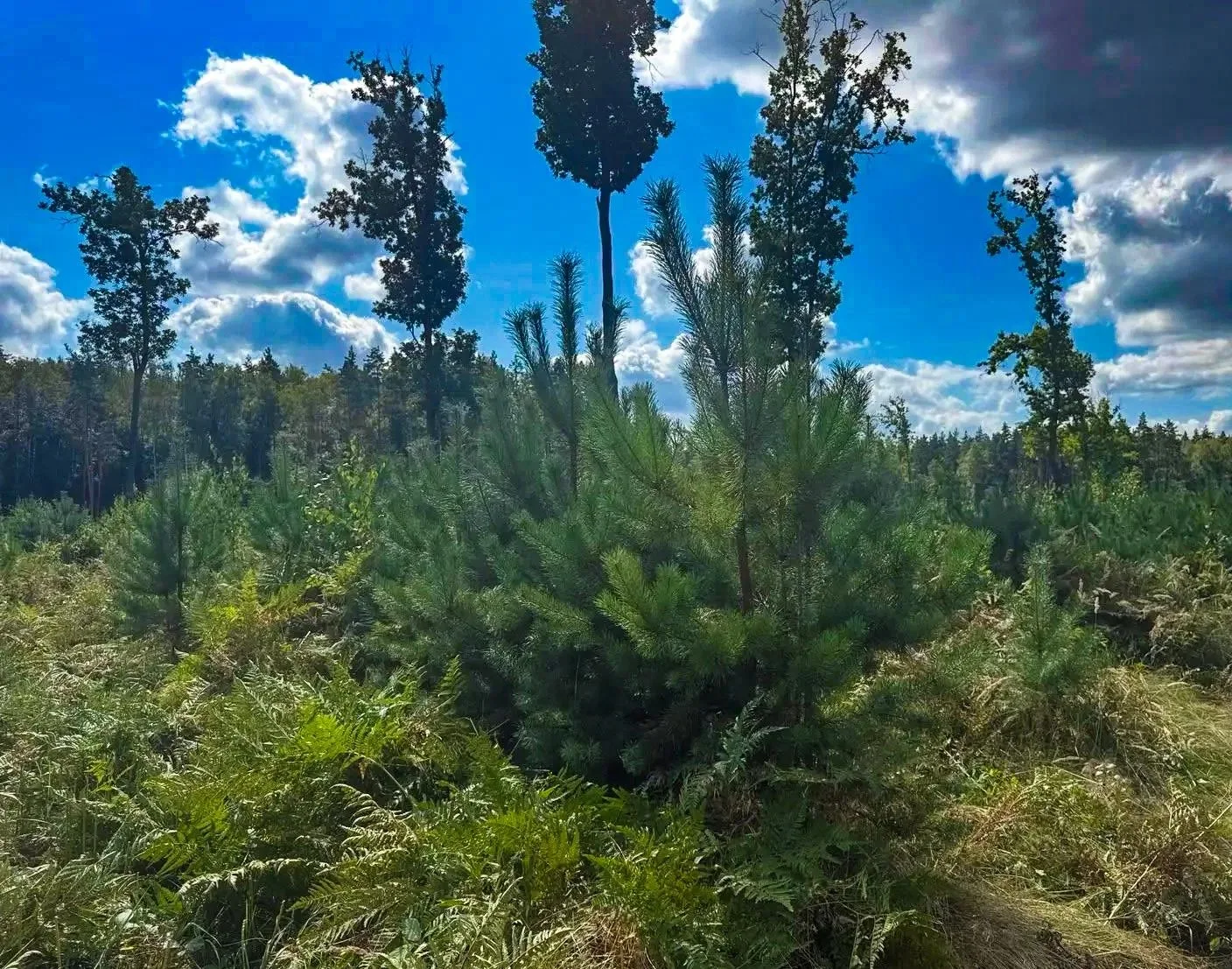 🌳В Виноградовском лесничестве продолжается лесоводственный уход за молодыми лесами. Ра...