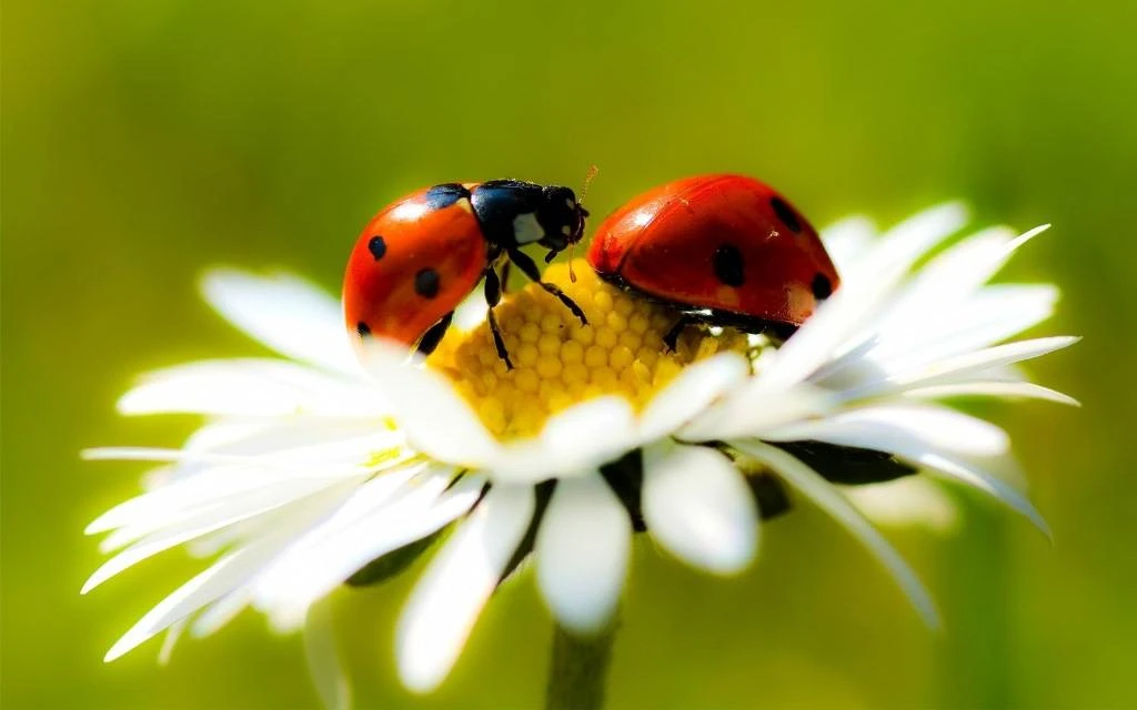 🐞✨ С днём божьих коровок! ✨🌼

Сегодня мы празднуем этих крошечных, но невероятно полезных помощник