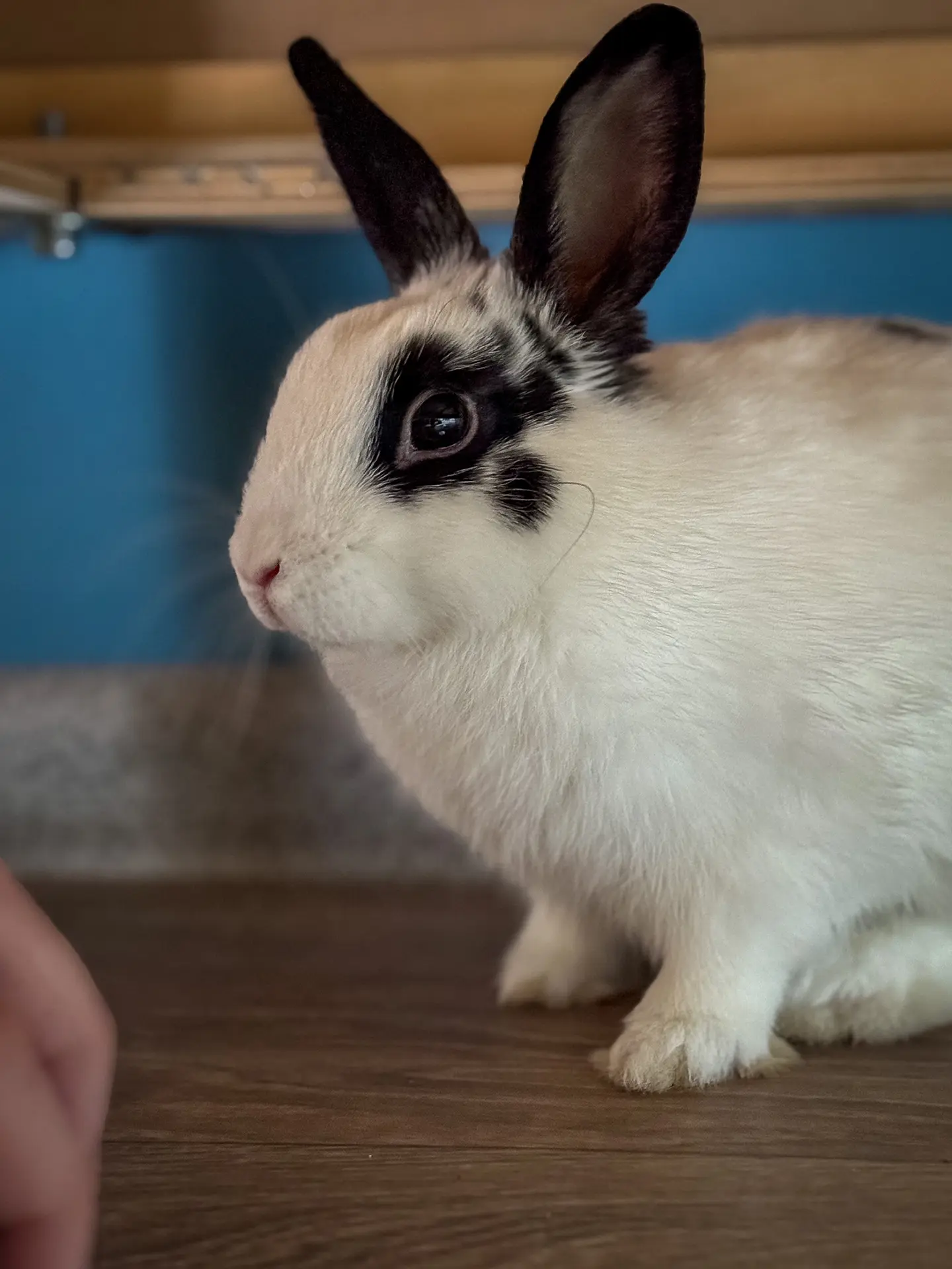 Доброе утро от нашего нового жителя из учебно-тренировочного общежития🐰