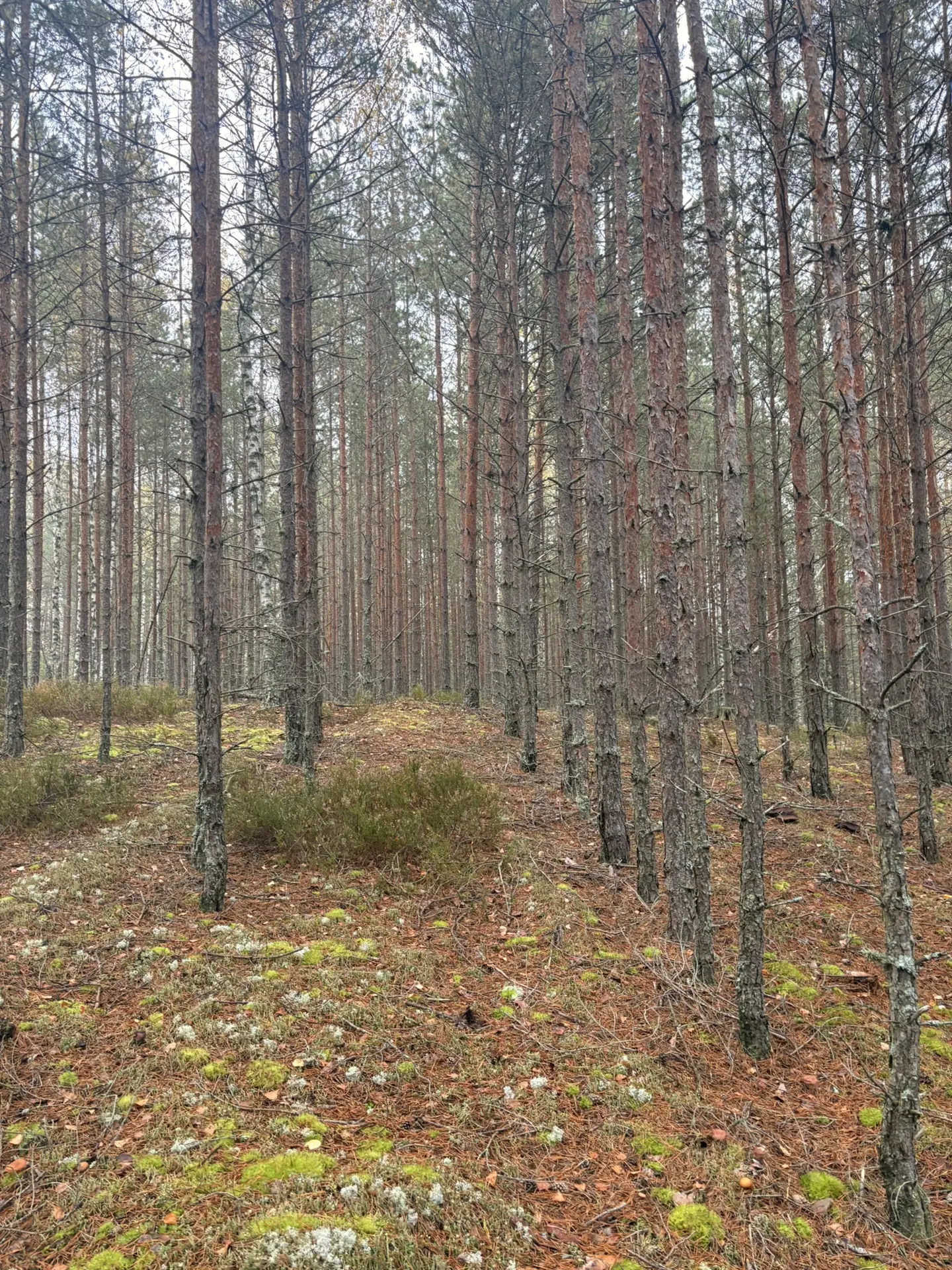 Я только поставила варить грибы, которые собрала в лесу)
