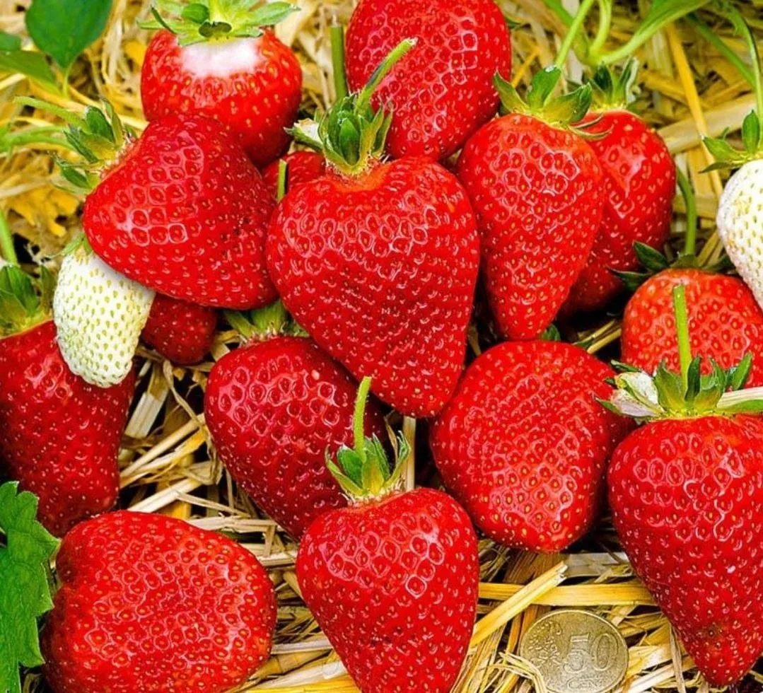 6 подкормок клубники за сезон — схема для сладкого урожая 🍓