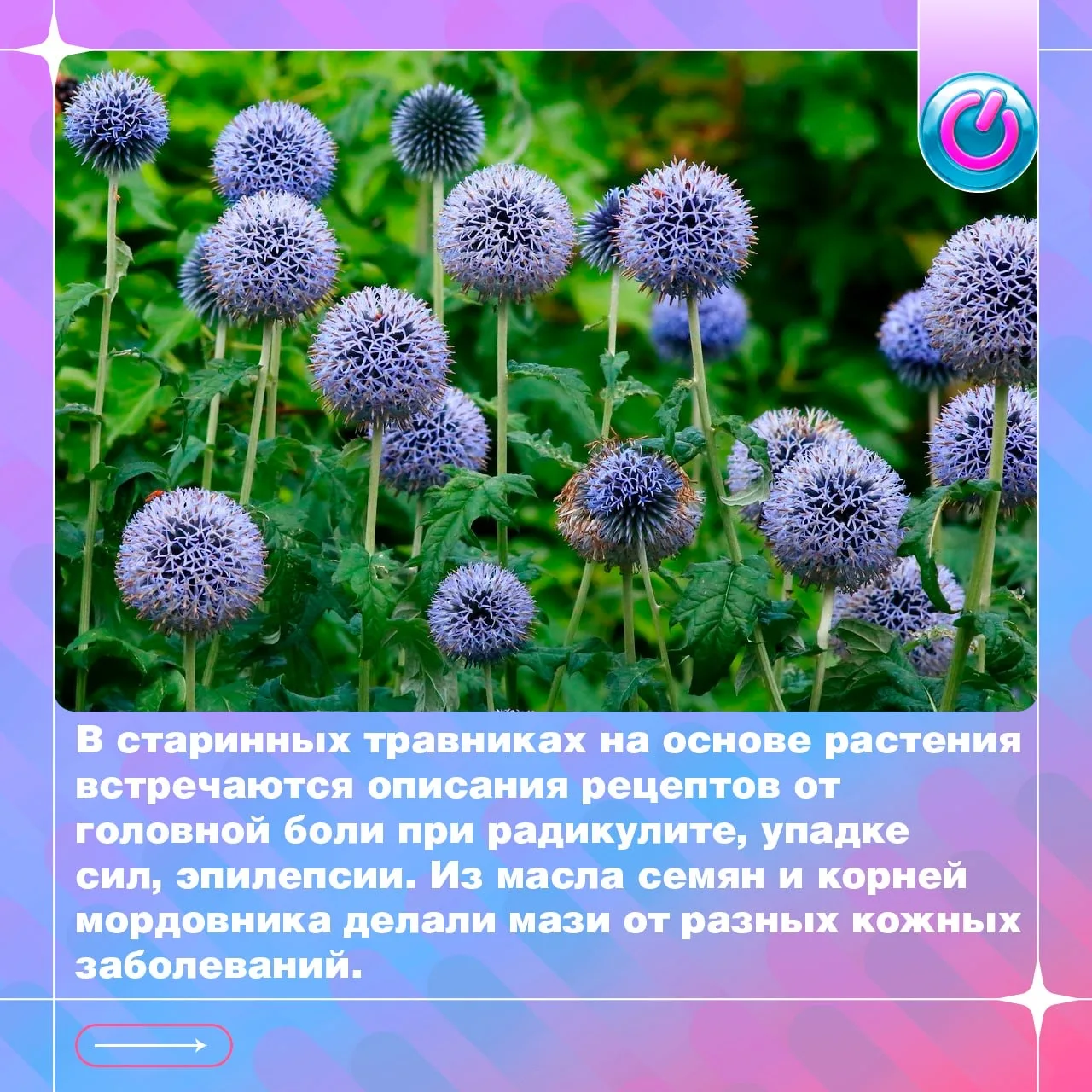 🌿 Мордовник — природная поддержка нервной системы

Мордовник известен не только своими необычными ш
