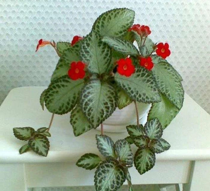 🌿 Геснериевые — находка для любителей комнатных растений