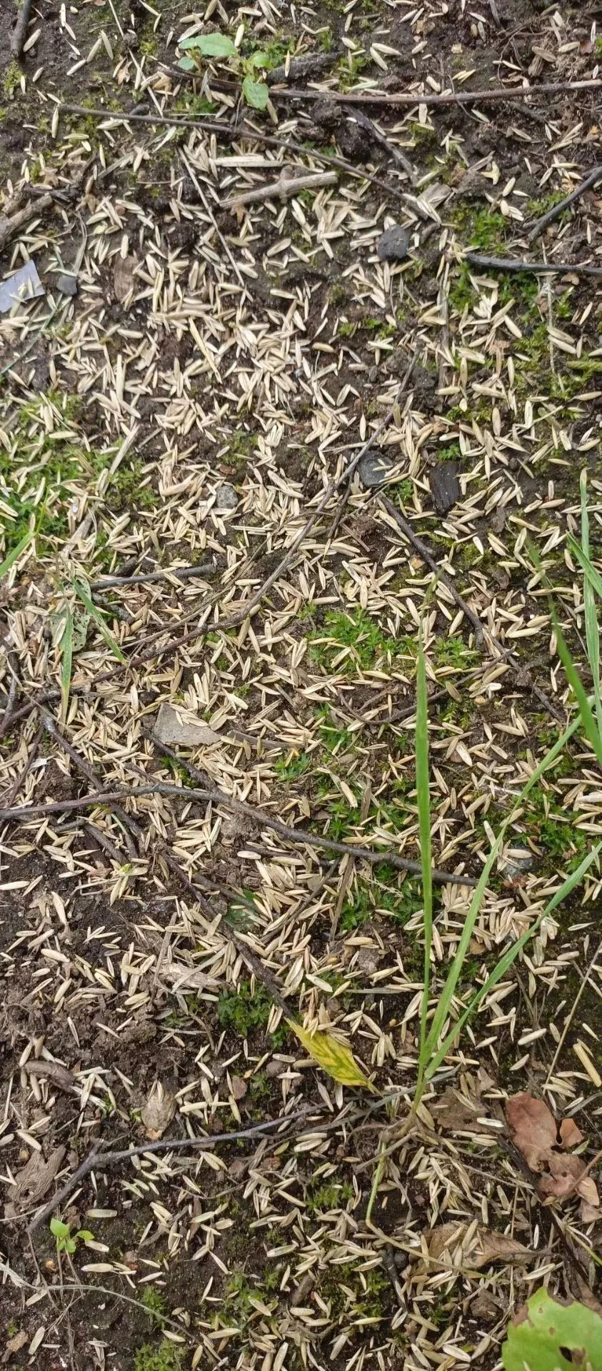 Караваевская улица дом 41/2 - засев травы🌱🌱