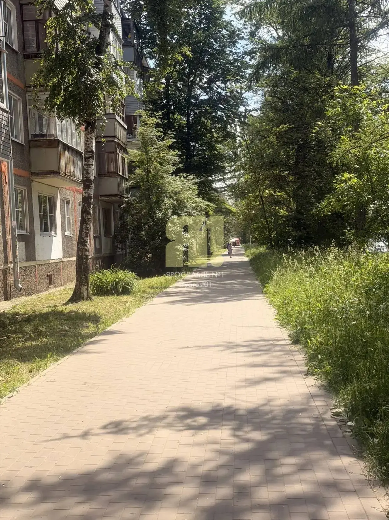 Трава по пояс растет вдоль дороги в районе домов №46 и №48 по Ленинградскому проспекту:

«Самое инте