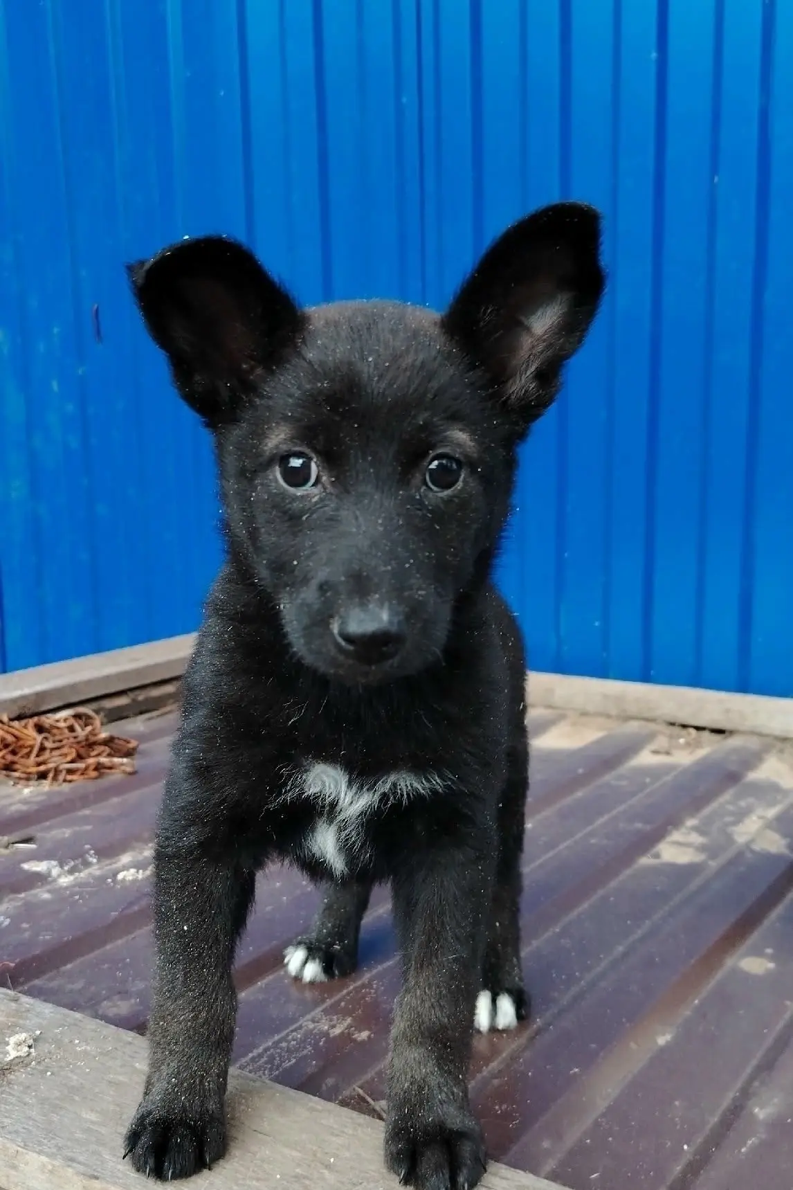 🐶 В самые добрые и надёжные ручки пристраиваются щенки.Четыре очаровательные девочки. ...