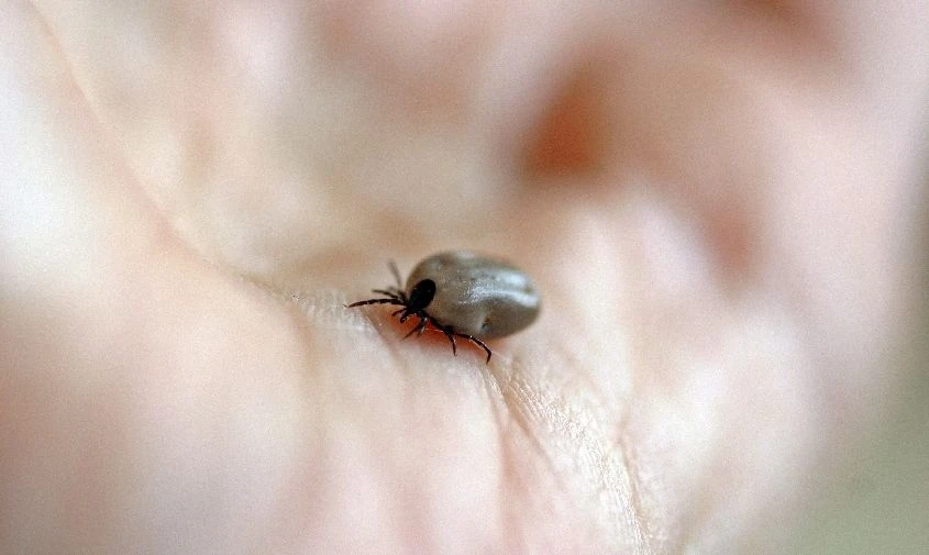 🔬 На прошлой неделе клещи кусали амурчан 28 раз, в двух образцах выявлена инфекция