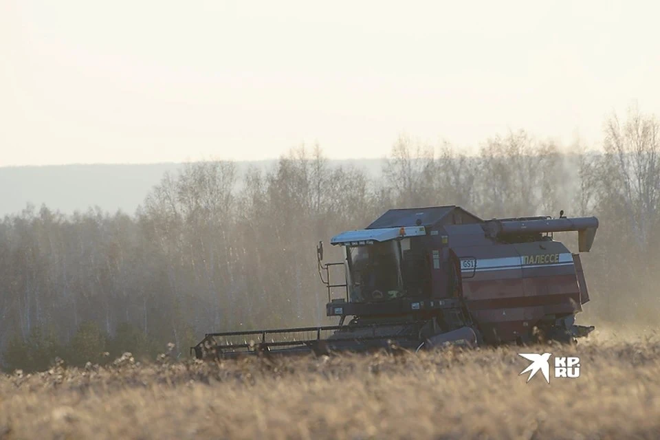 🚜 Урожай зерновых в Свердловской области собран наполовину