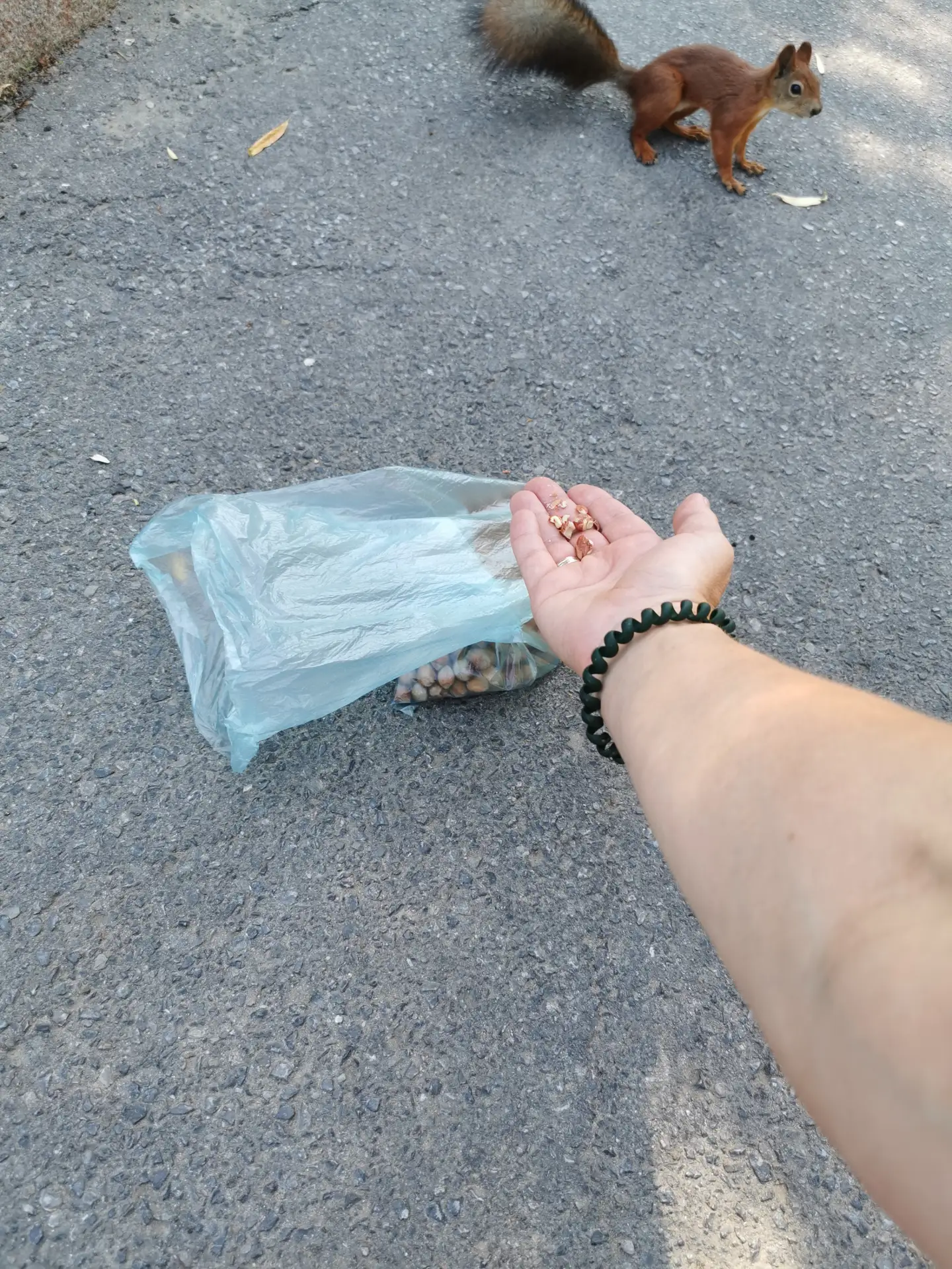 К нам пришли белки 🐿

На территории Саратовского медицинского центра ФМБА России поселились две бел