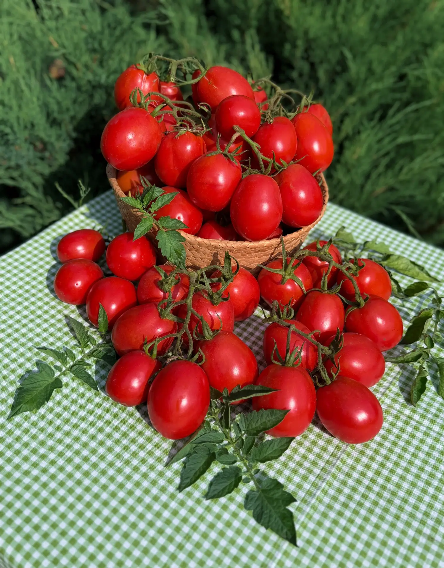 🍅 Не теплица. Не юг. Открытый грунт в Сибири!