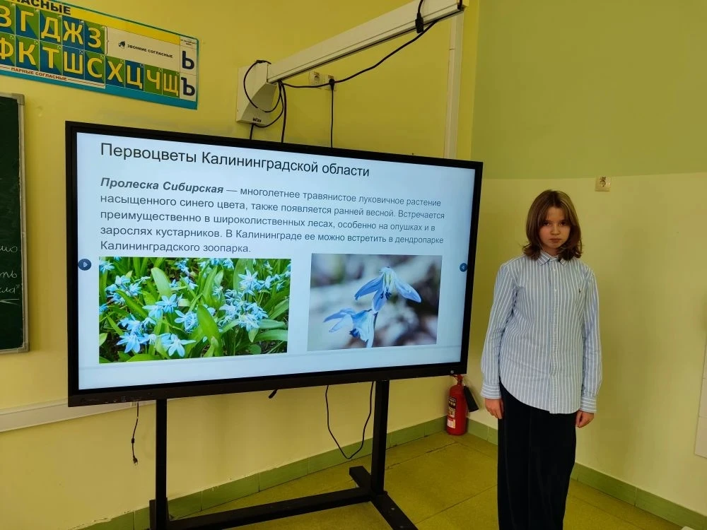 В рамках внеурочной деятельности ученица 5" В" класса Понасенко Мирра под руководством ...