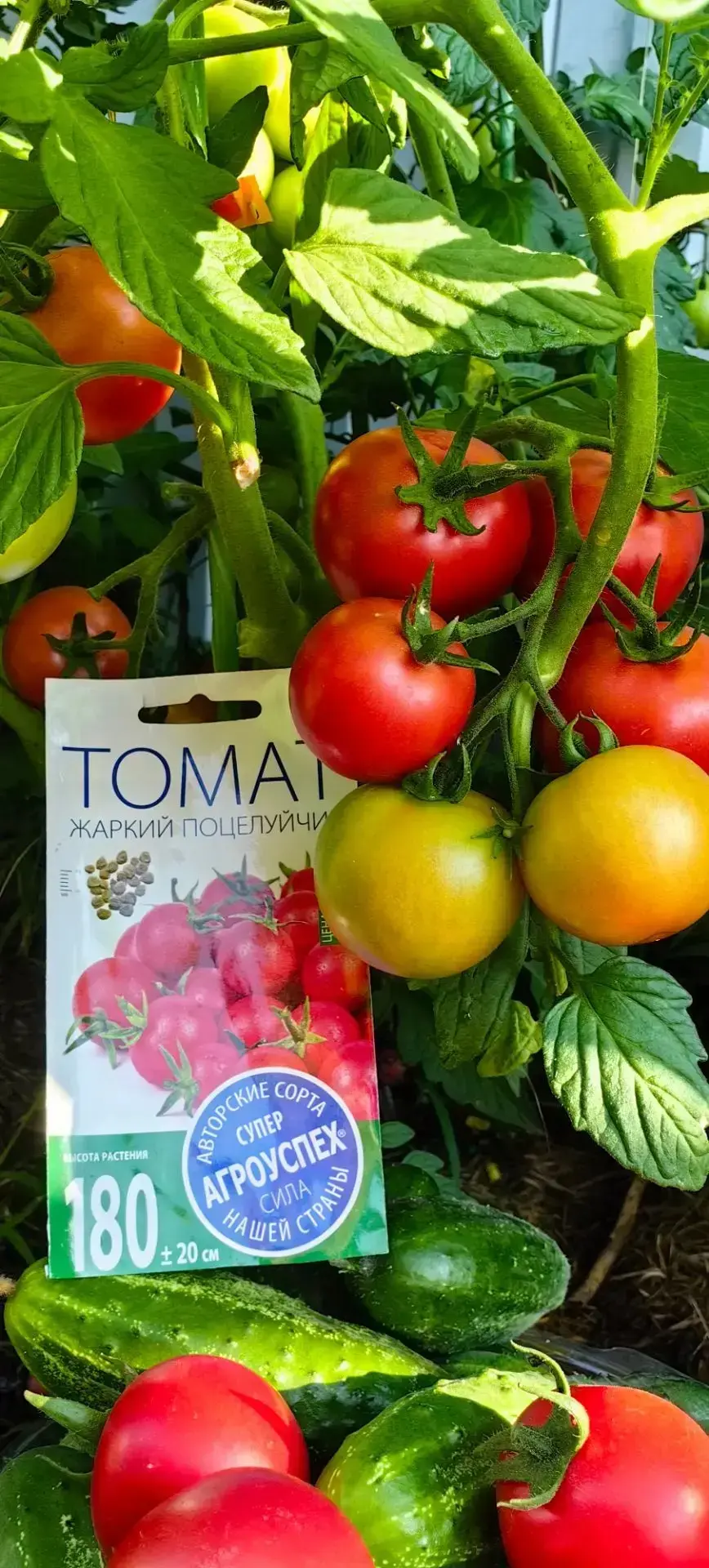 Новинка этого сезона — авторский сорт томата Жаркий поцелуйчик!🍅

Этот сорт порадует вас обилием ро