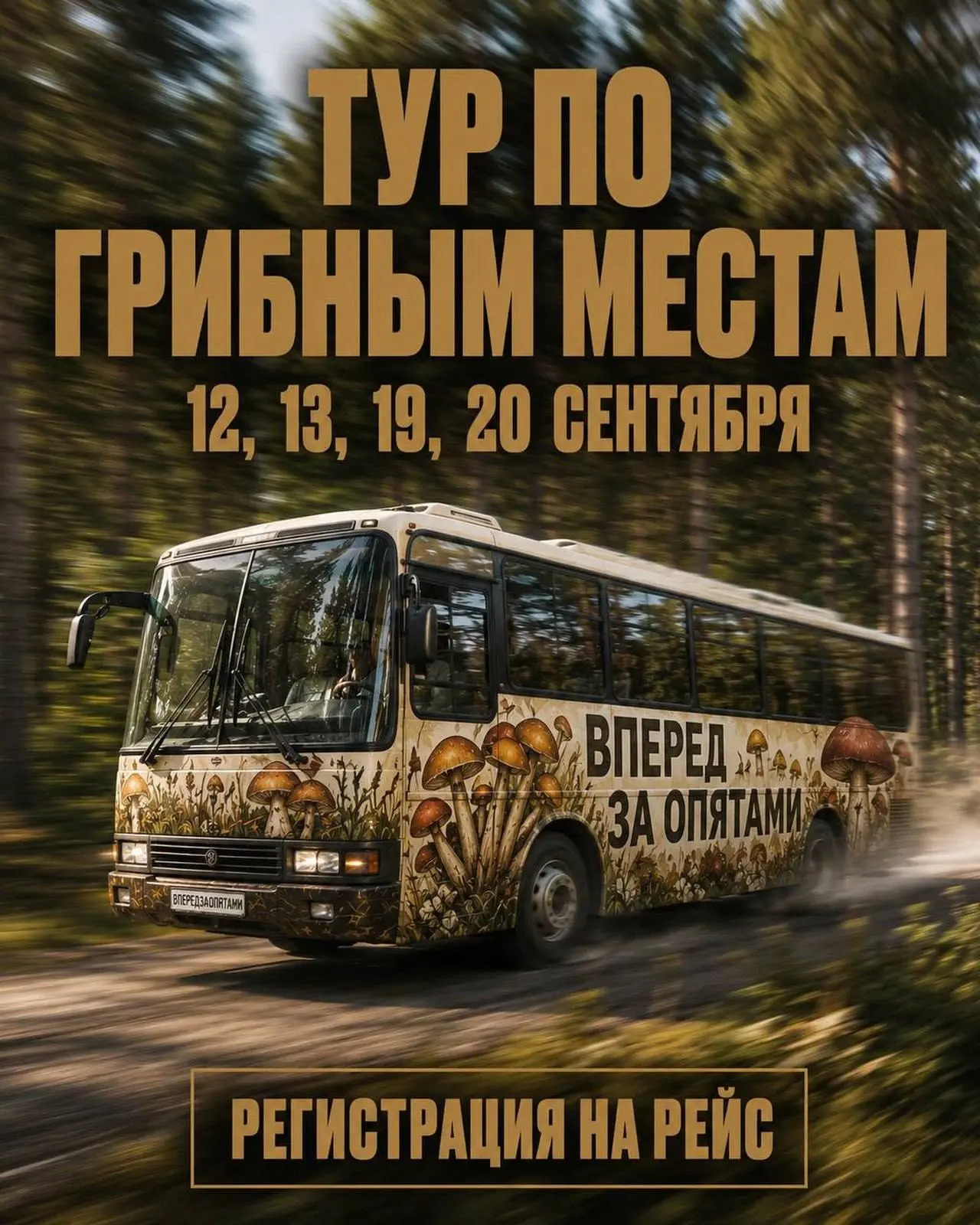 🍄‍🟫 Грибные туры проводят для петербуржцев