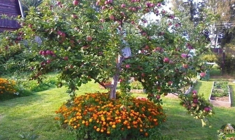 3ΑЧΕΜ СΡΕ3ΑΤЬ ΒΕΡΧУШΚИ У ЯƂЛОΗЬ.
