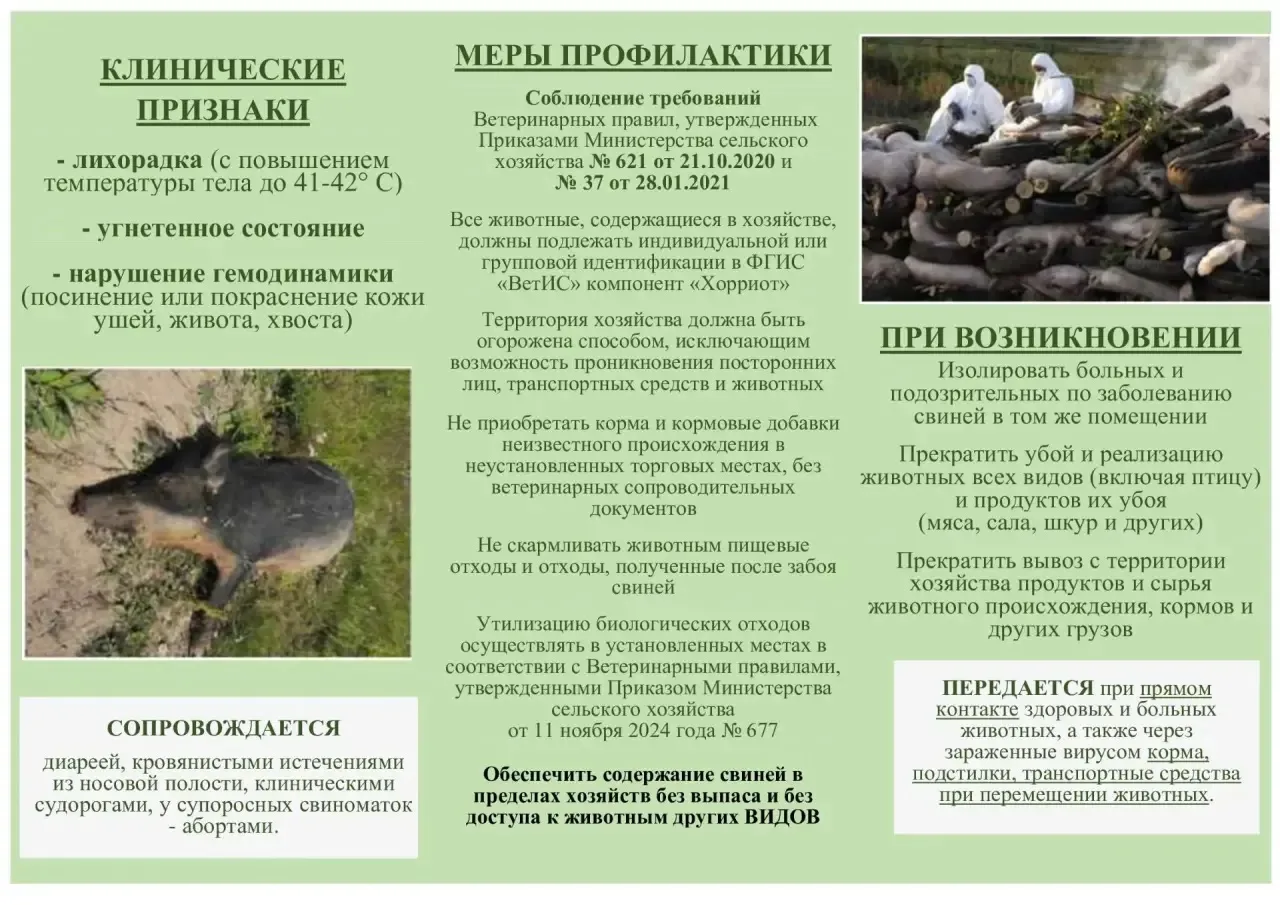 ⚠️ Африканская чума свиней (АЧС) — вирусная болезнь с высокой смертностью. Вакцины нет!