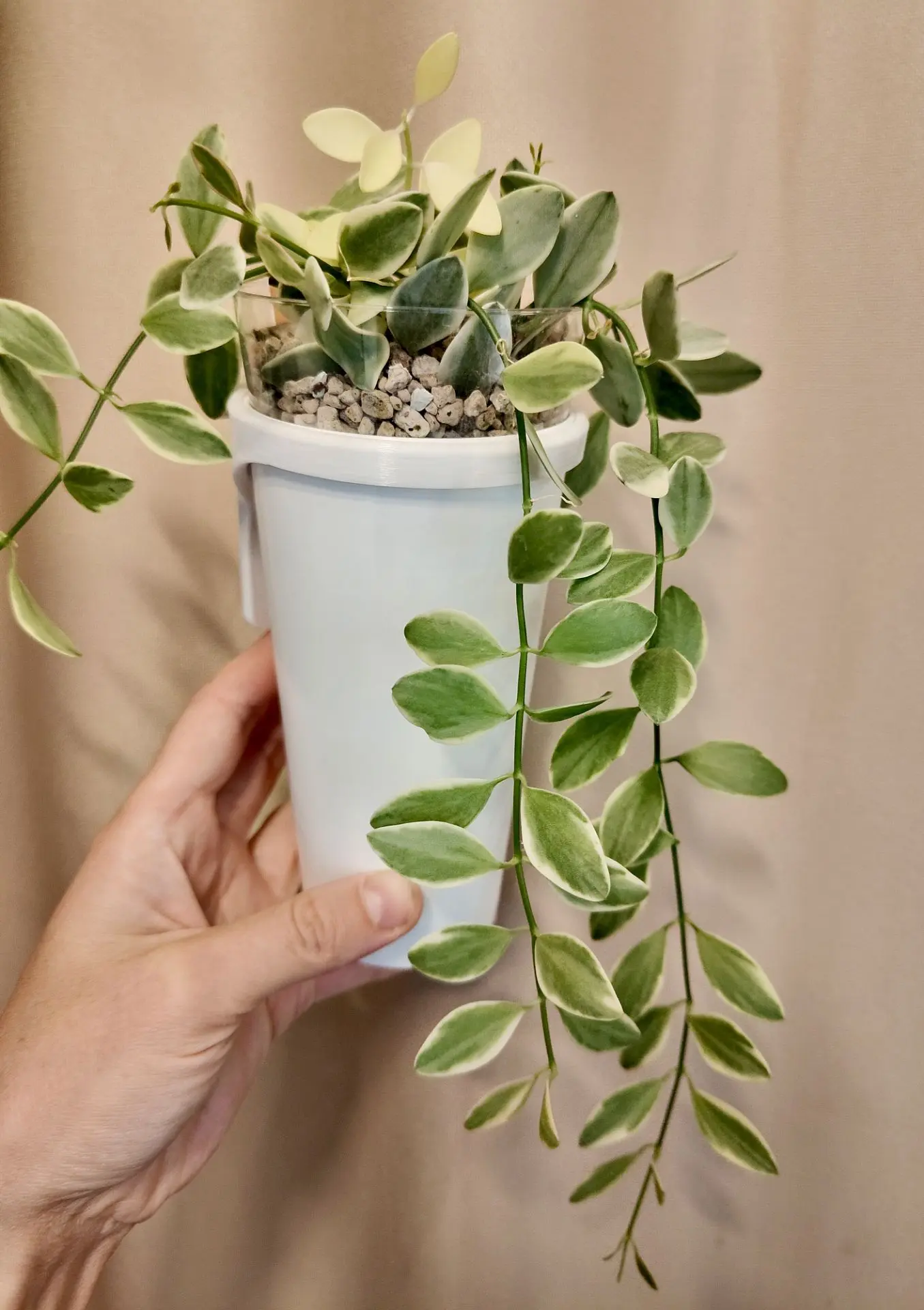 Дисхидия Ioantha var (Иоанта вариегатная)