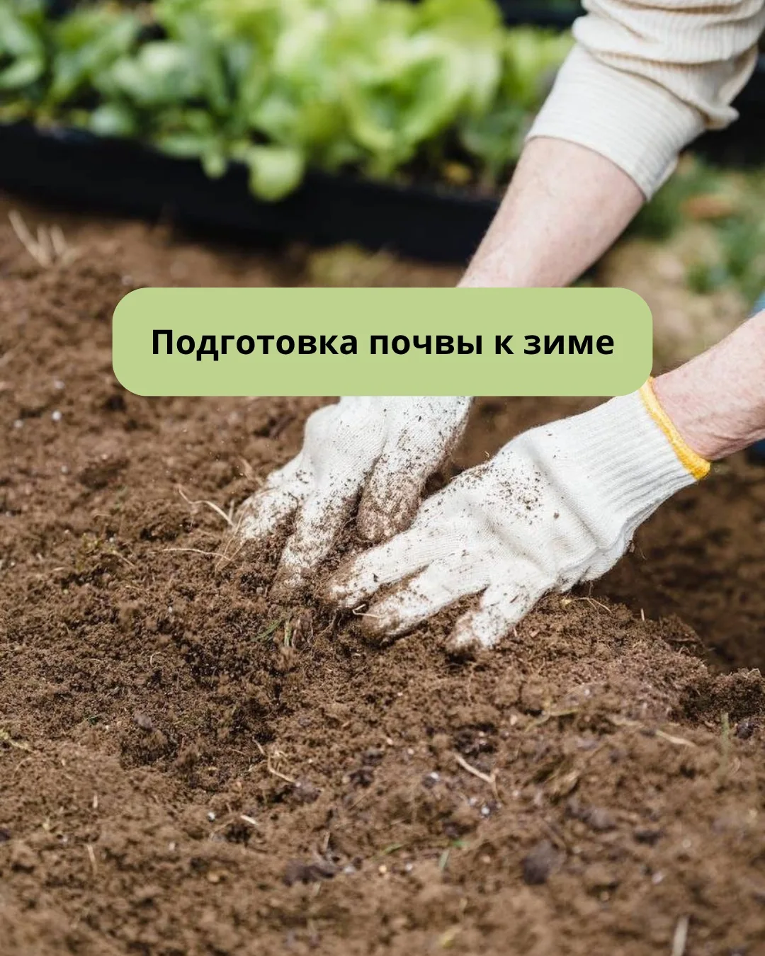 В сентябре есть короткий период, когда с почвой ещё можно нормально работать🌱