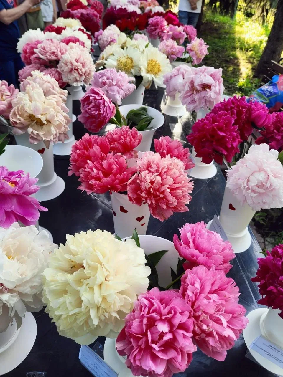 🌺 В Ботаническом саду ПГНИУ прошёл фестиваль-выставка пионов.
⠀
В нём участвовали коллекционеры-пио