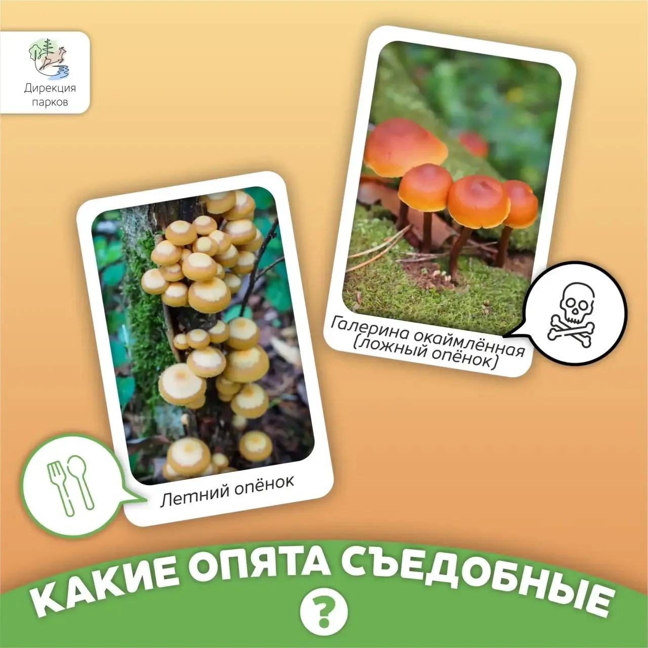 На пеньке сидят братишки. Все в веснушках, как мальчишки. Эти дружные ребята называются...