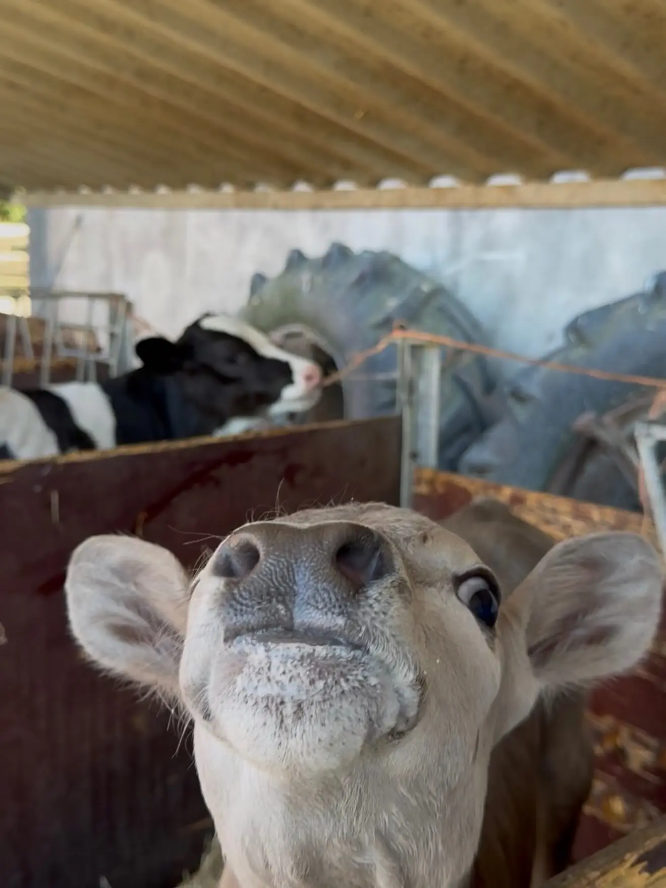 Немного телячьей милоты вам в ленту 🐮🥰
