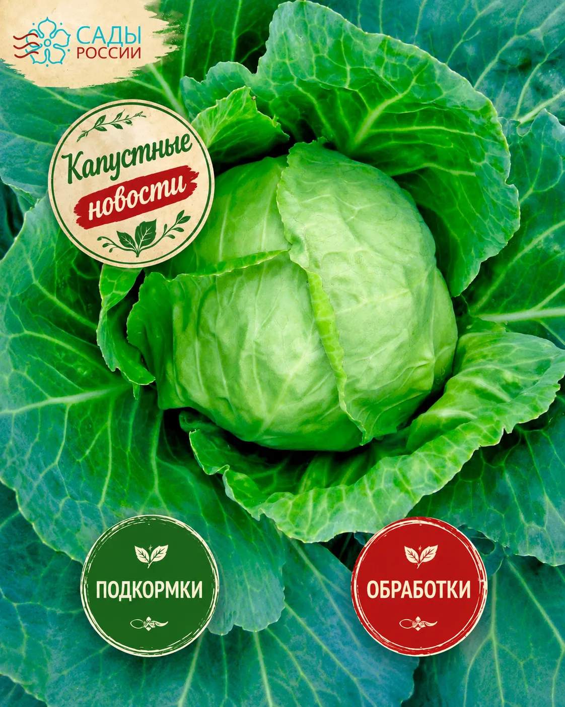 🥬 КАПУСТНЫЕ НОВОСТИ 📰Пока многие культуры переживают из-за прохладной и дождливой пог...