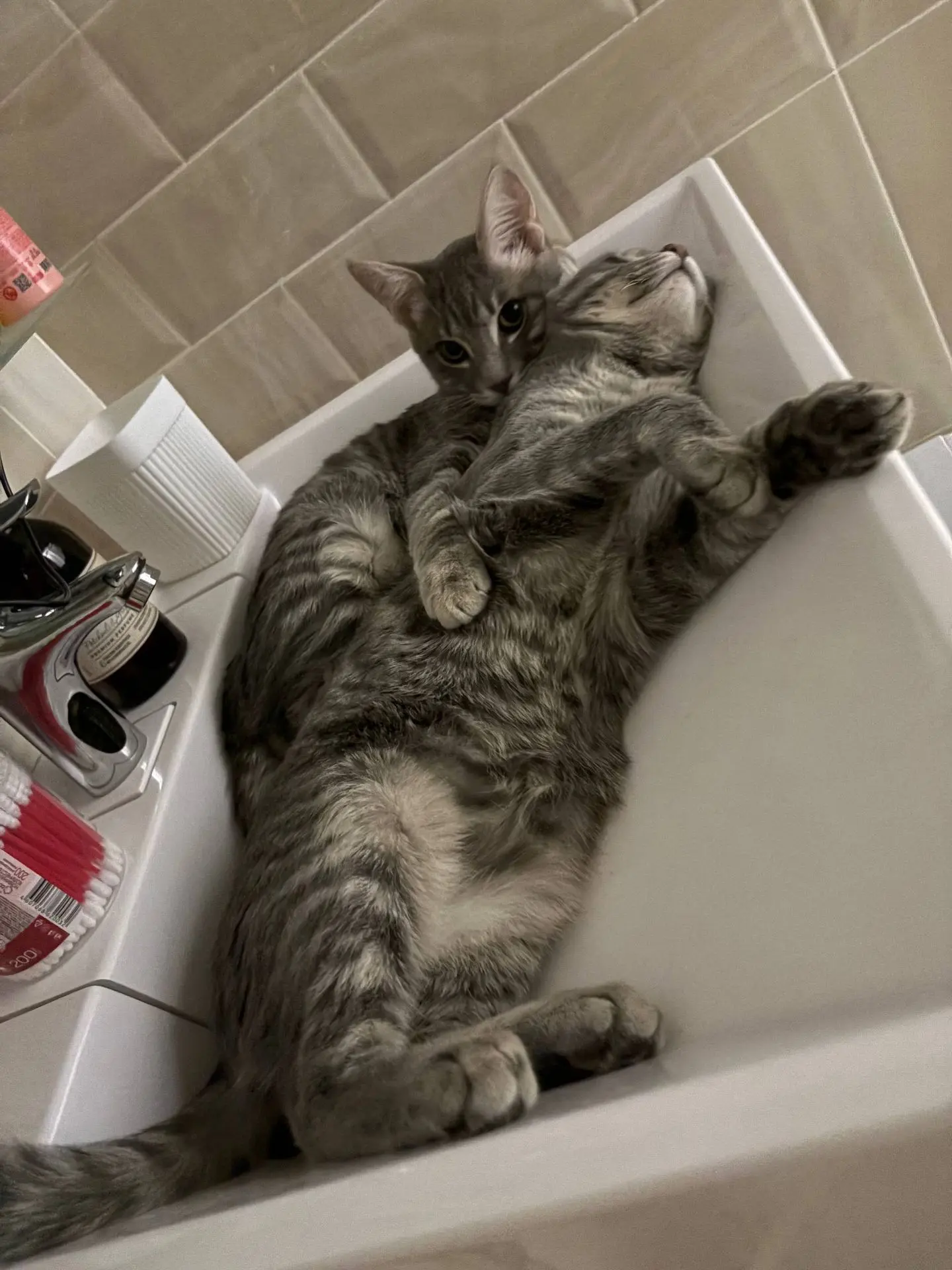 🐱 Отдаю в добрые и заботливые руки домашнего котика (1,5 года) — к сожалению, не могу ...