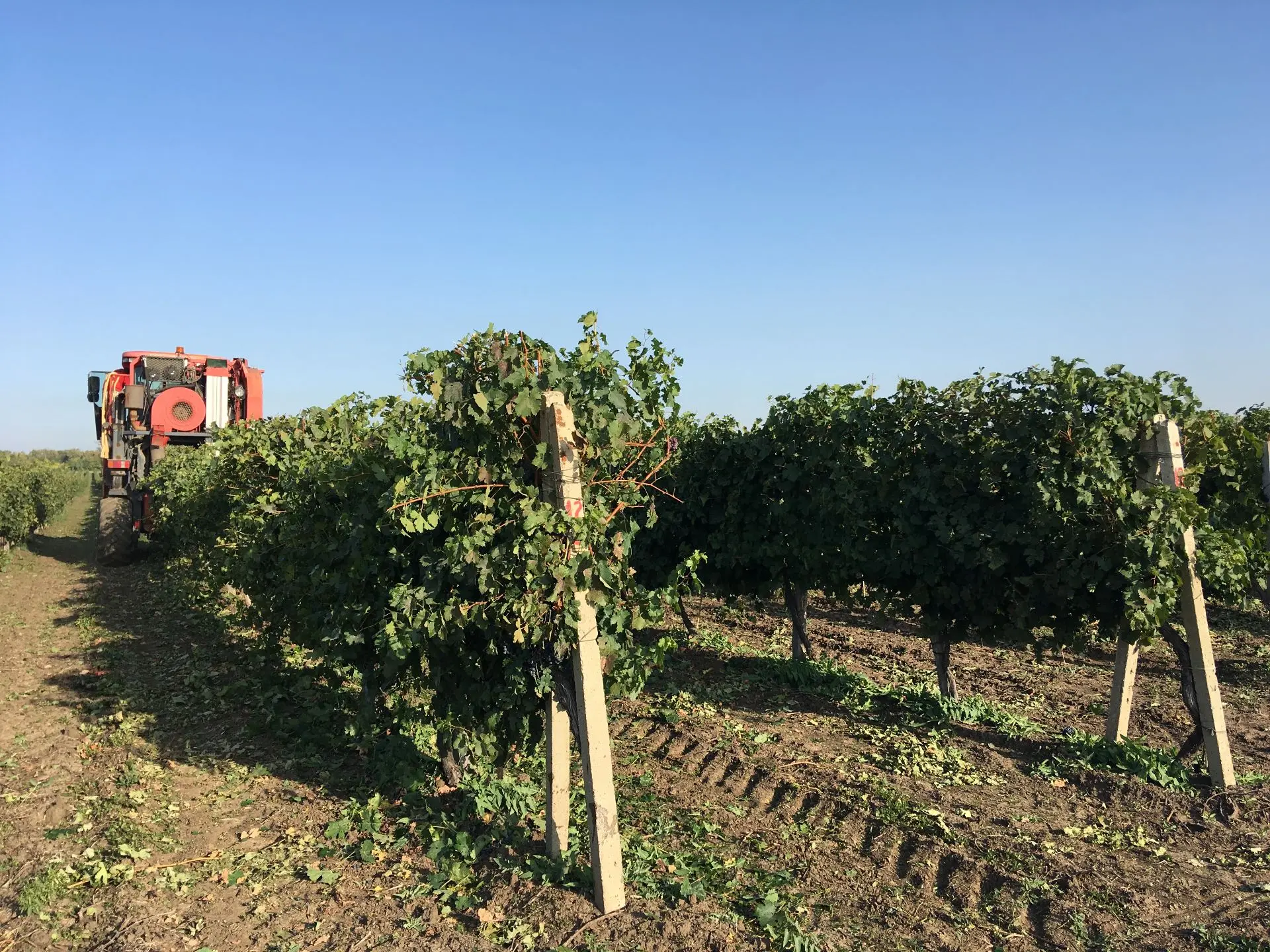 🍇 Сентябрь пахнет виноградом