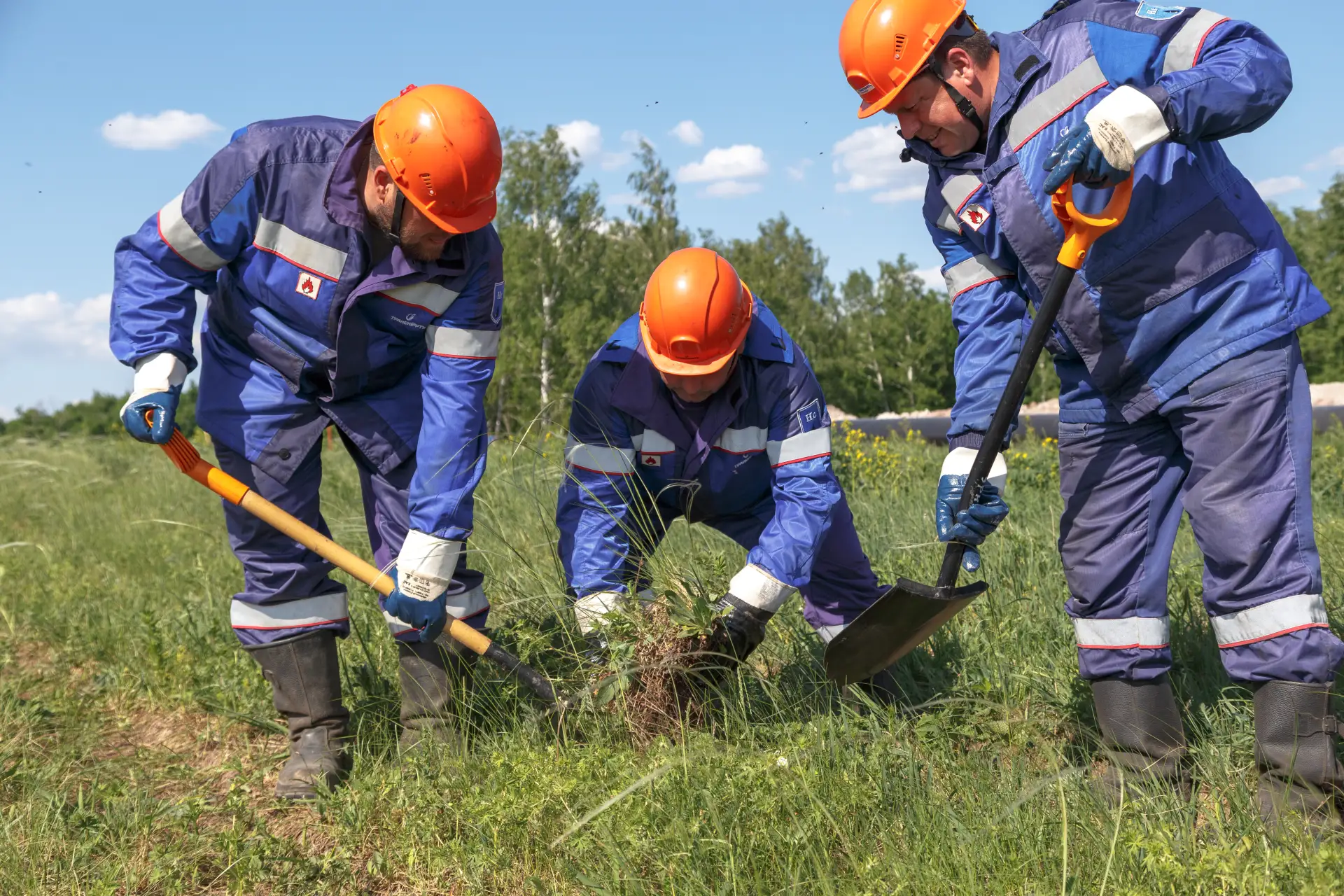 🌾 За что ценится краснокнижный ковыль перистый?