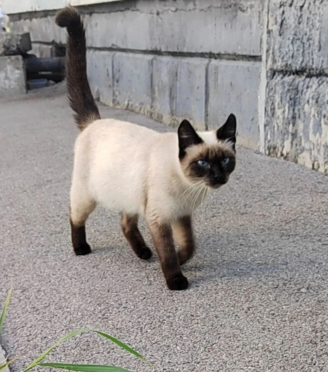 ❗️🩵Хорошая, но редкая новость: для этой малышки нашлась передержка! 💝