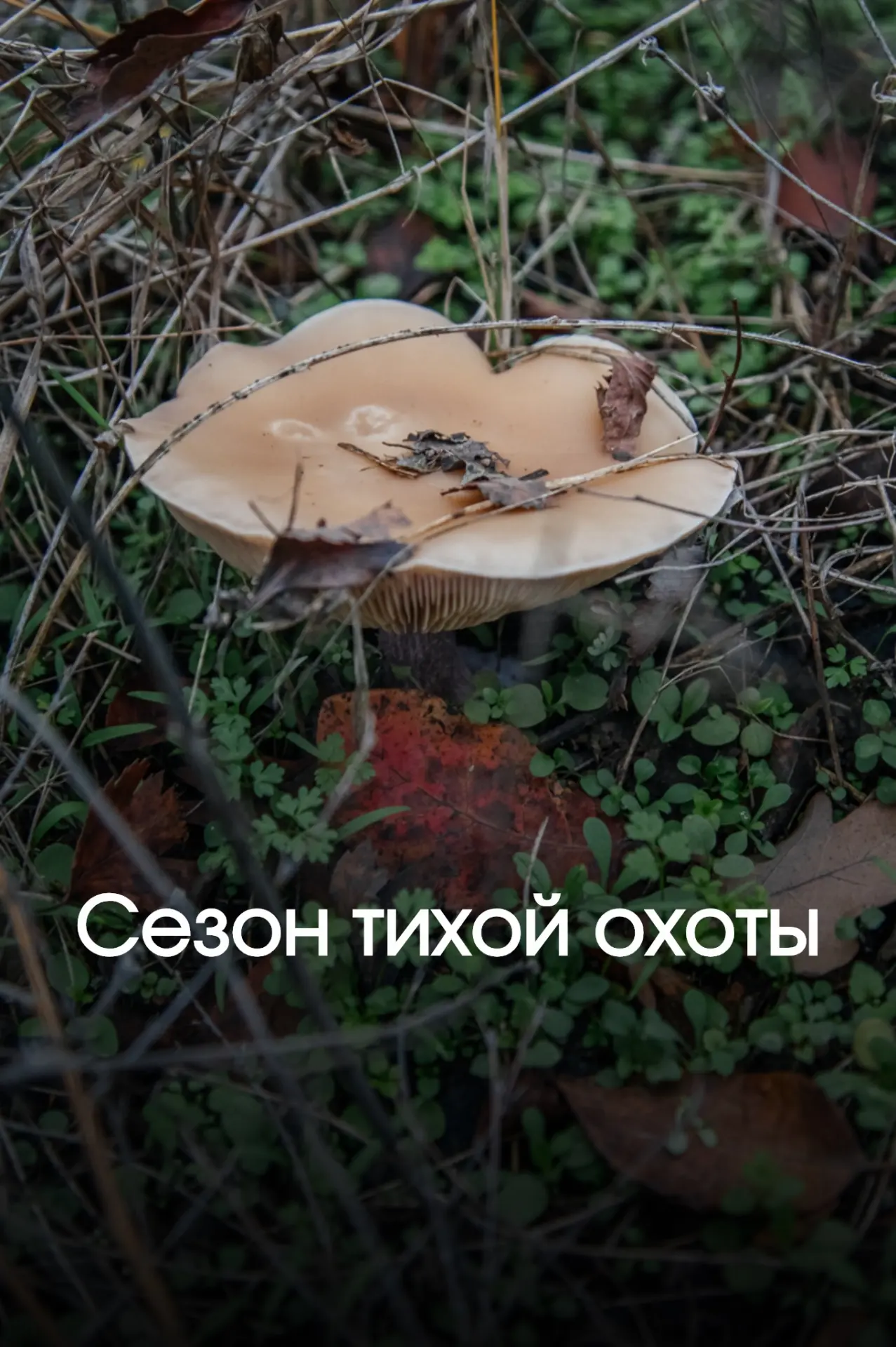 Чем заняться в дождливую погоду?