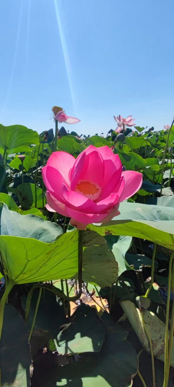 Завтра 07.08 🌸Лотосы + Азовское море