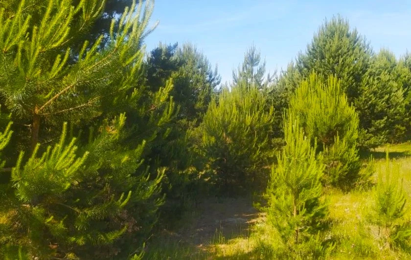 🌲 В Калужской области высадили почти 60 гектаров леса 

В Минприроды Калужской области сообщили о з