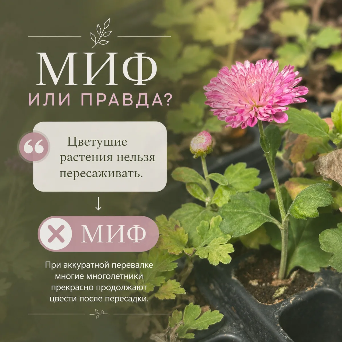 Делитесь мифами которые вы знали и проверили на своем опыте.