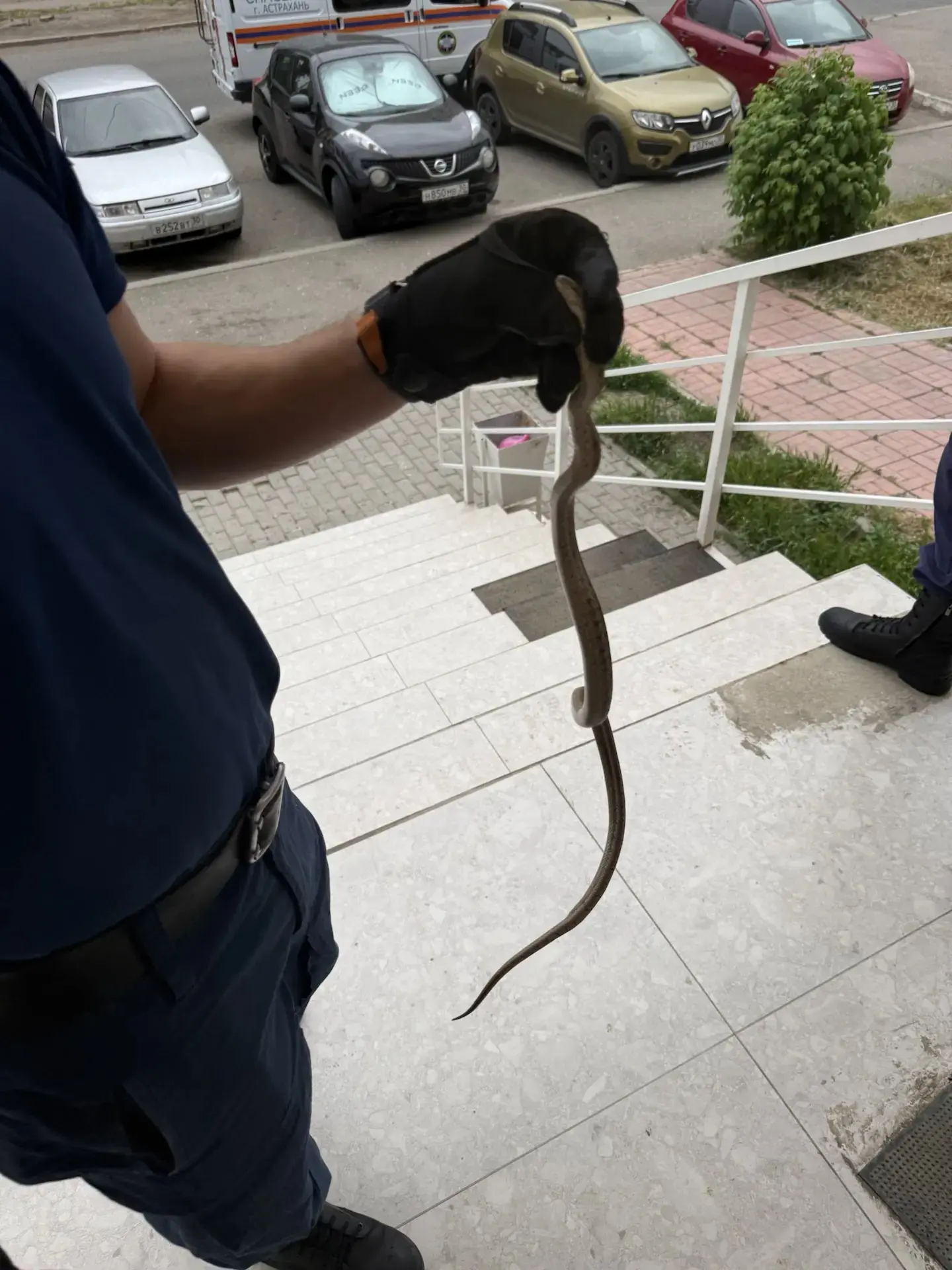 Городские спасатели поймали змею в салоне красоты 🐍