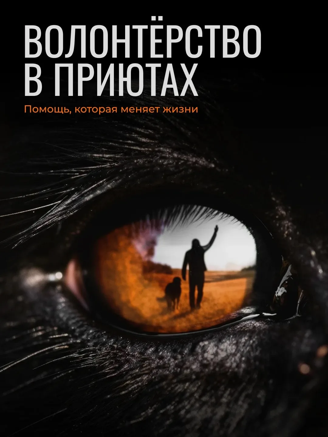 🐾 Многие думают, что приюты для животных — это места, где питомцев просто кормят, пока...